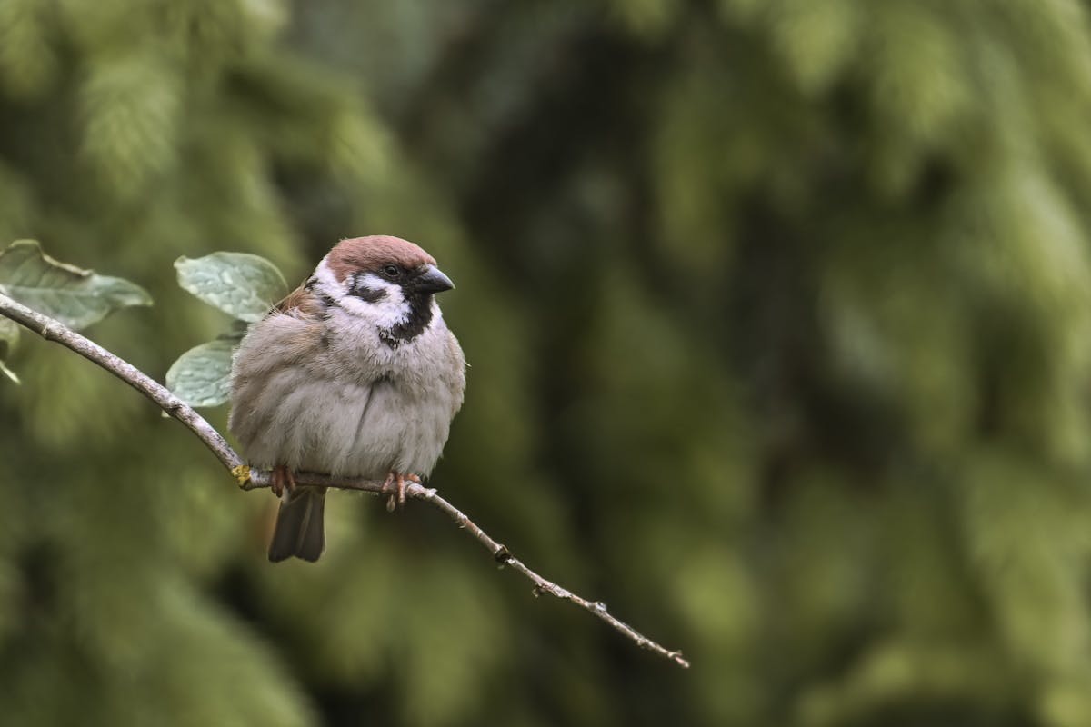 How To Get Rid Of House Sparrows
